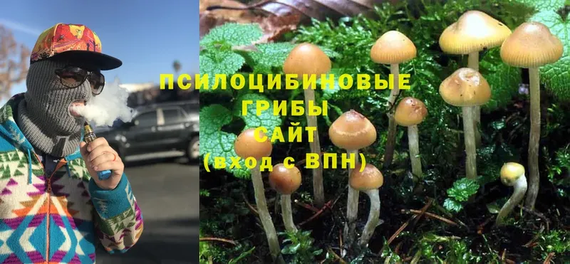 мега ссылки  где продают наркотики  Тюмень  Псилоцибиновые грибы Cubensis 